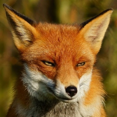 FoxyFox